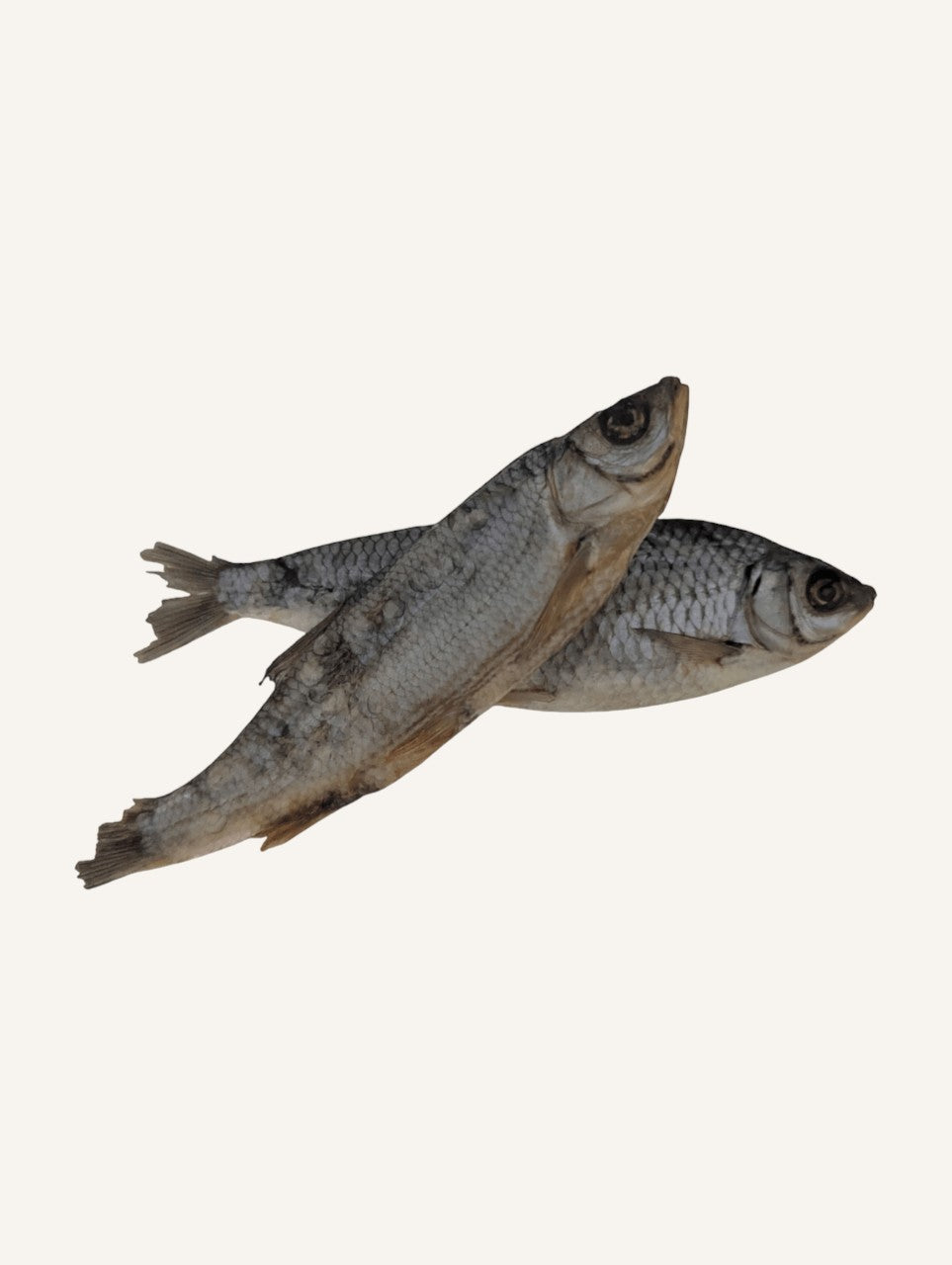 Gardon pour chien – Friandise naturelle à mâcher