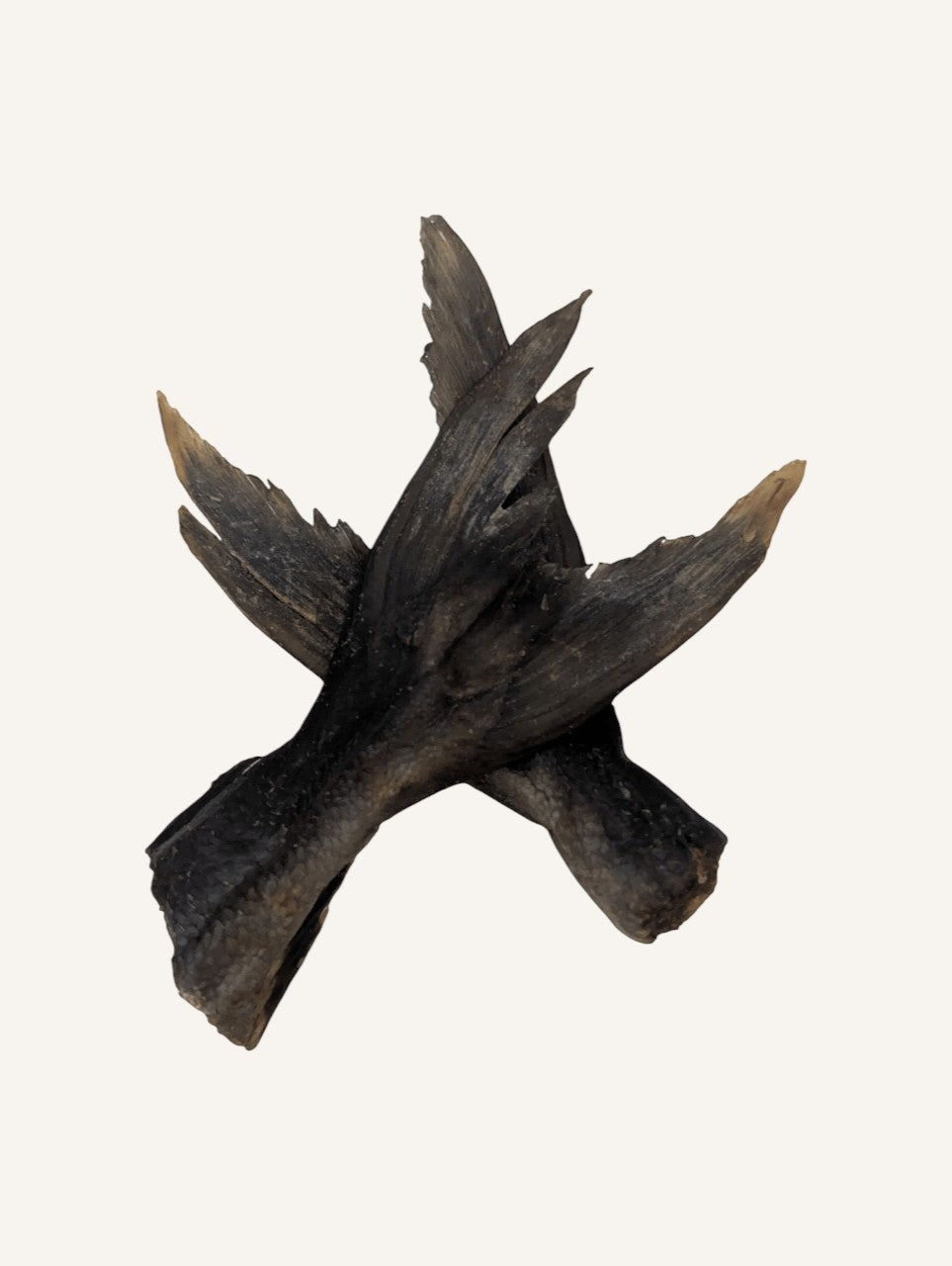 Queue de Kingfish pour chien – Mastication robuste et naturelle