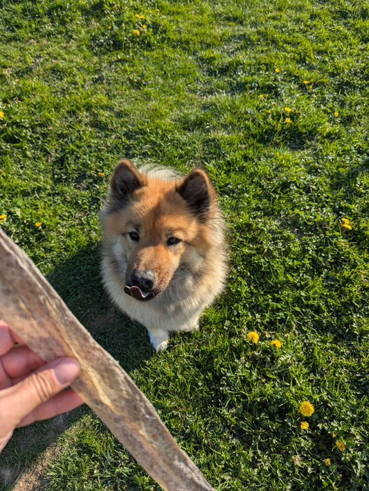 Peau de saumon séchée | Riche en oméga-3 pour chien