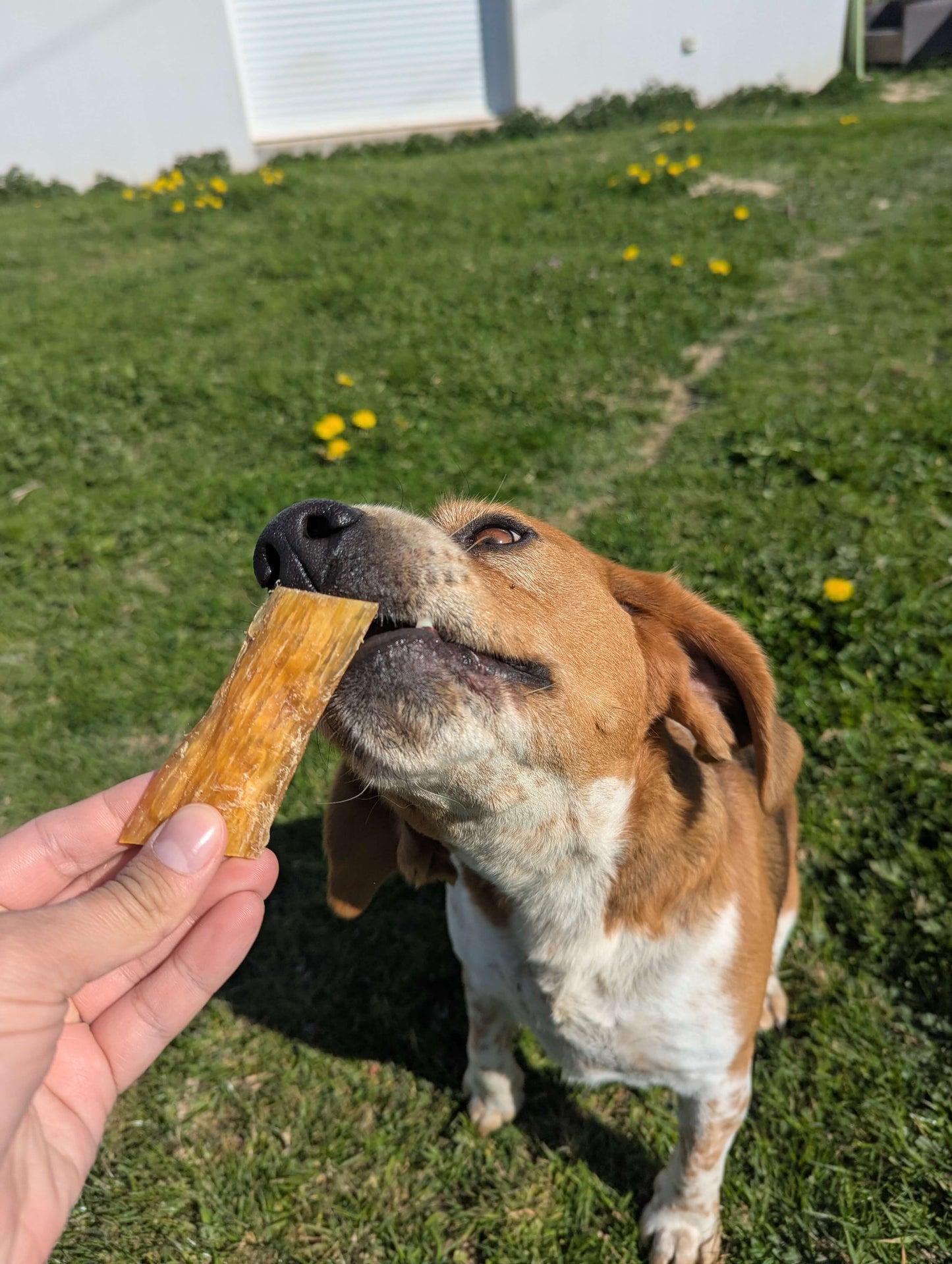 Tendon de bœuf séché | Mastication longue durée pour chien