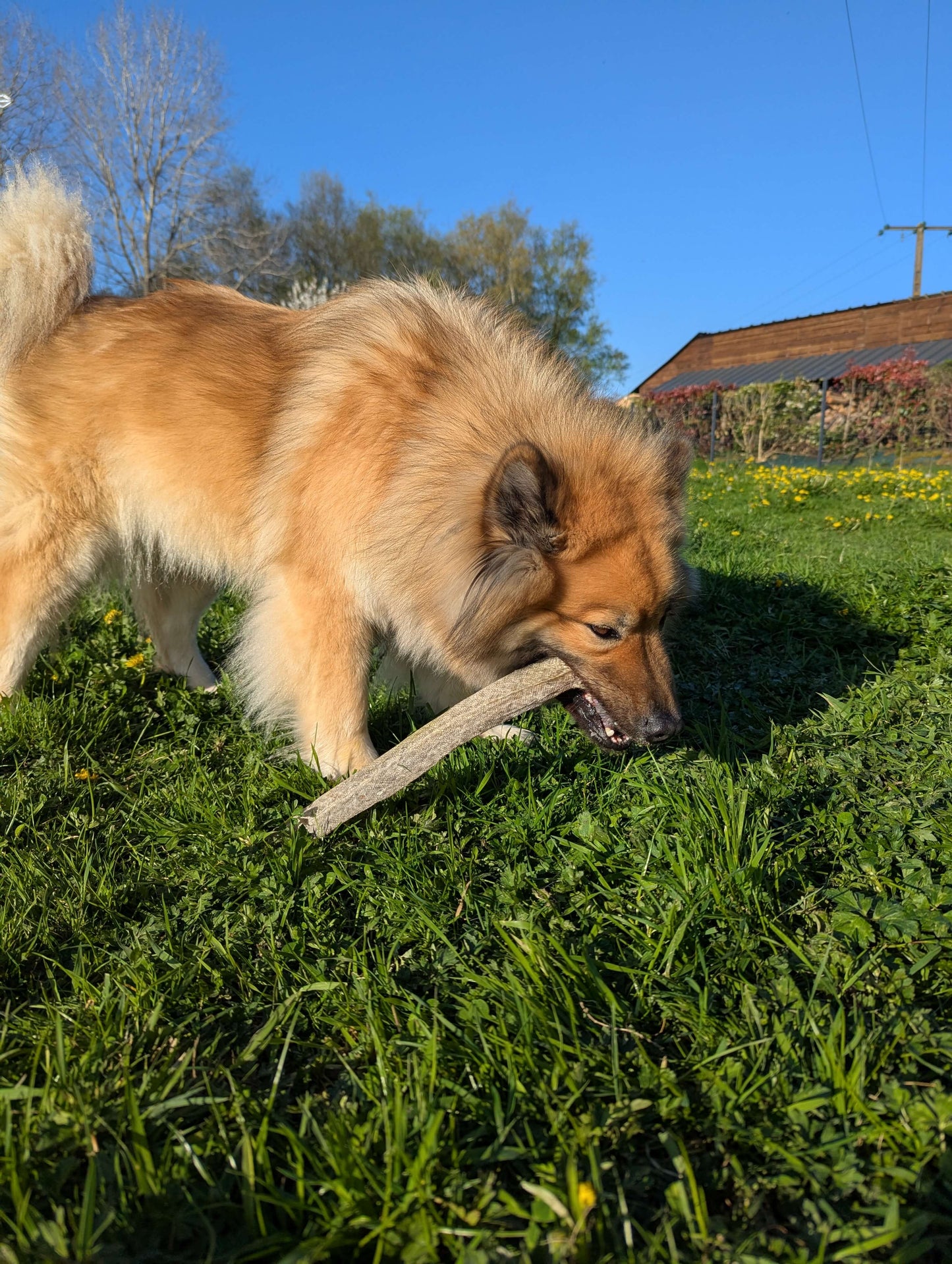 Peau de saumon séchée | Riche en oméga-3 pour chien