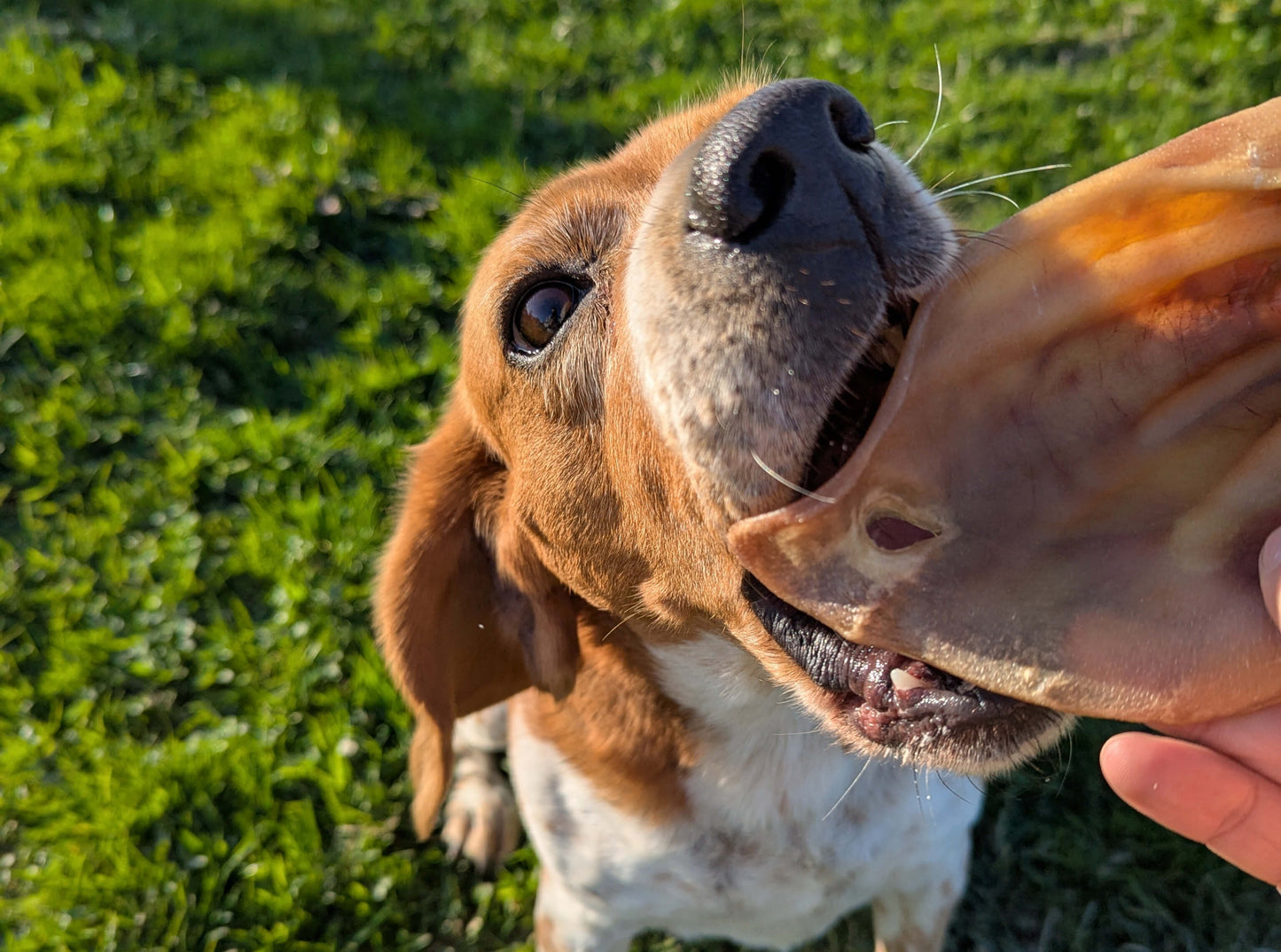 Oreille de cochon naturelle | Idéale pour le plaisir de mâcher