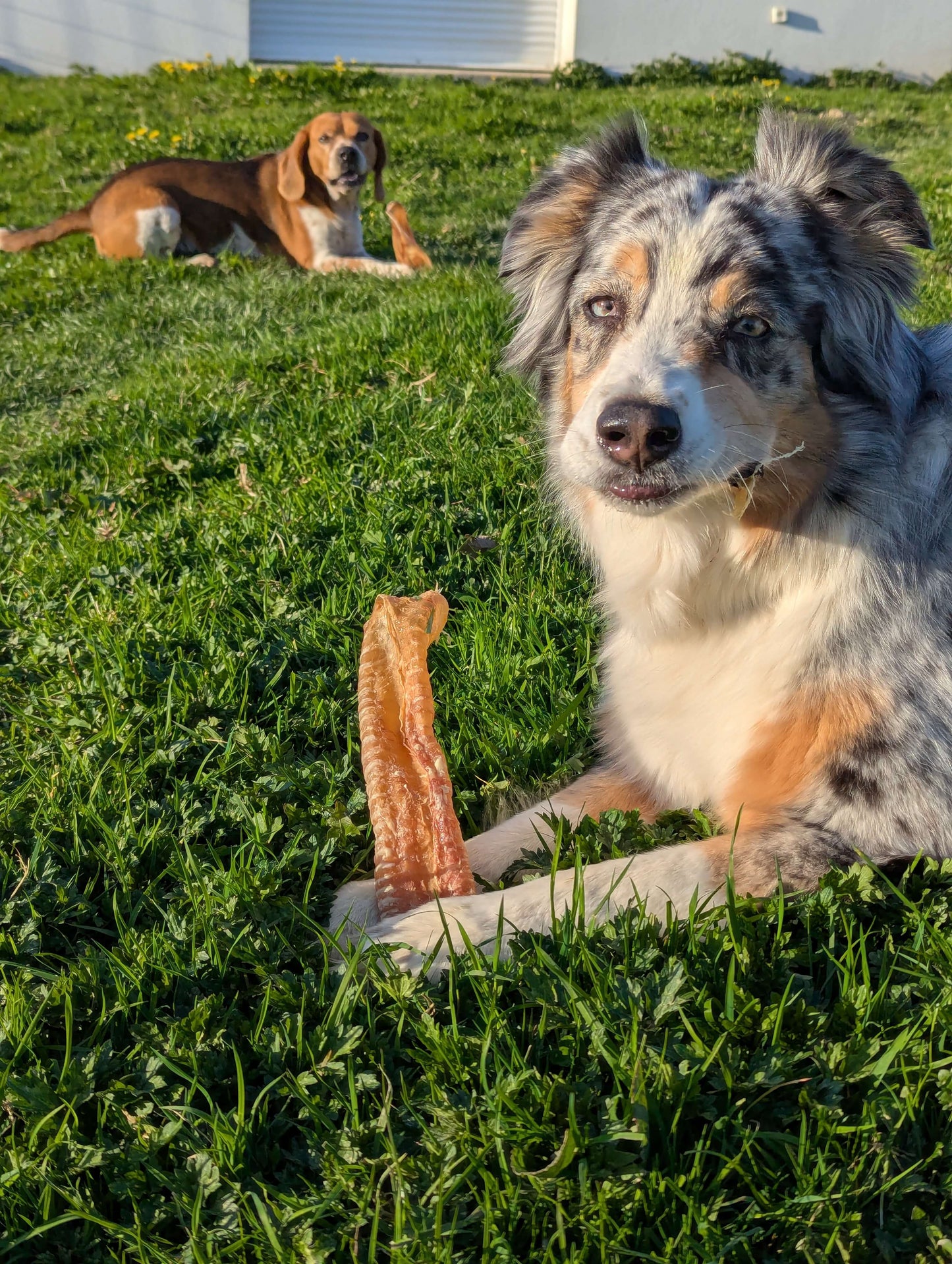 Trachée de bœuf naturelle | Idéale pour occuper et régaler votre chien