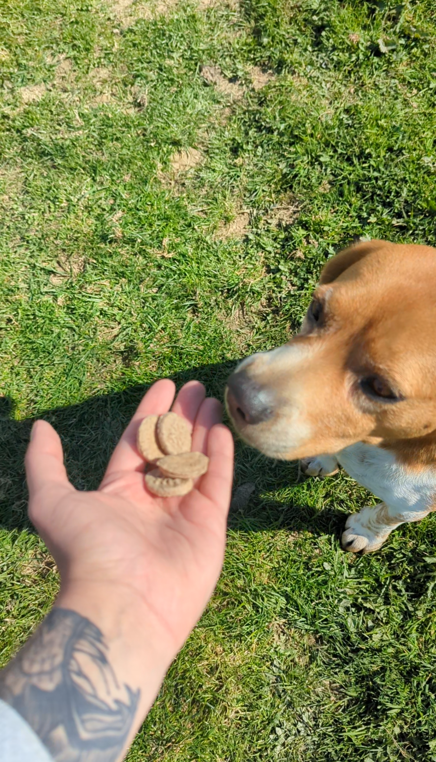 Biscuit bio | Friandises bio pour chien saine et gourmande