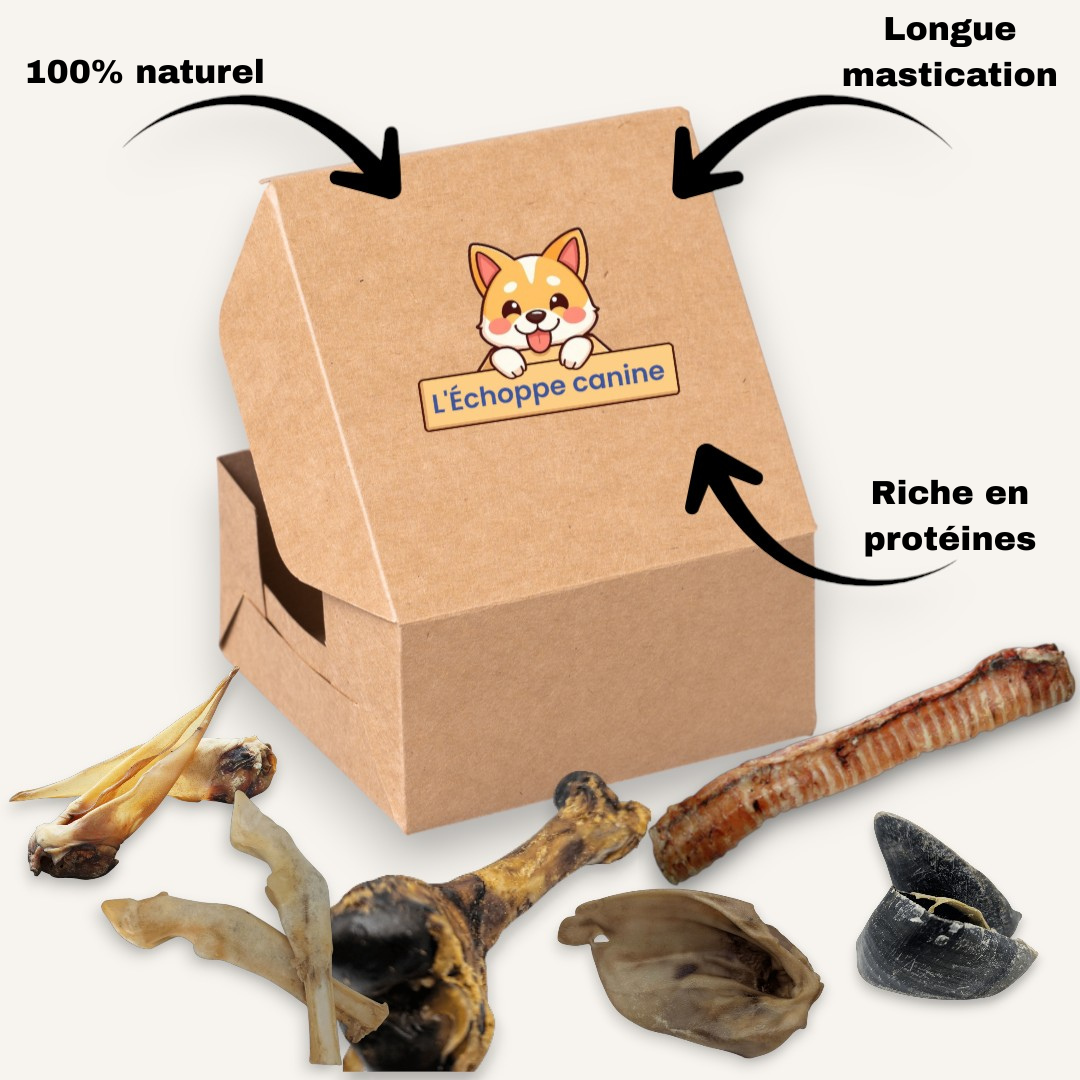 Box Longue Mastication