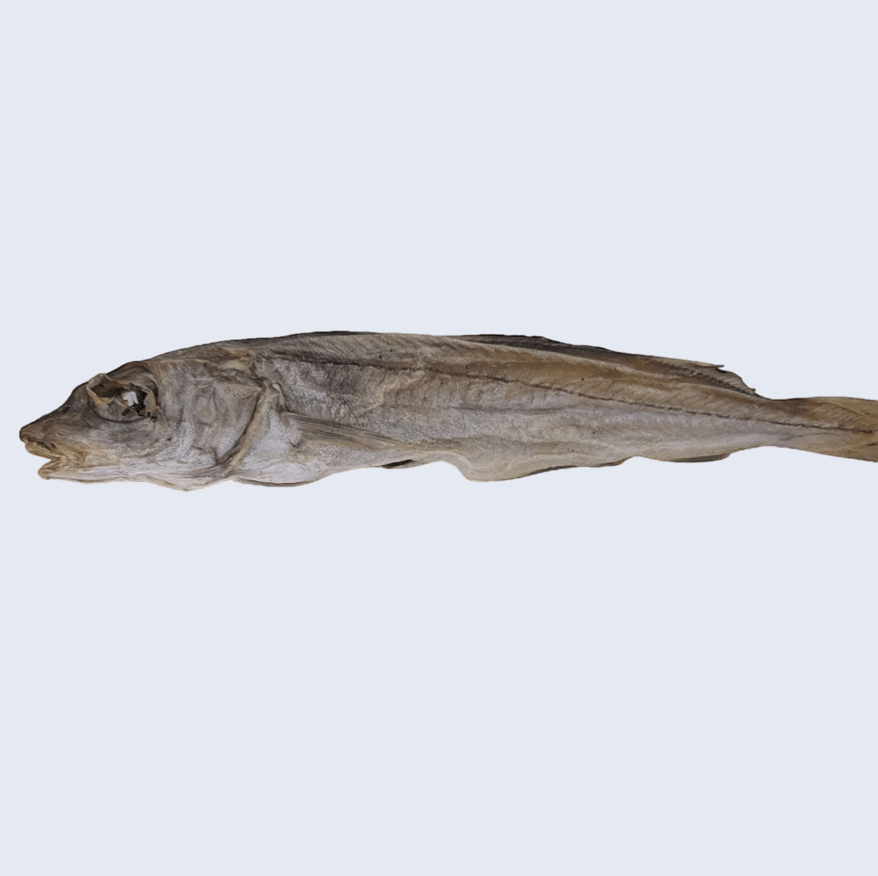 Un poisson entier séché à mâcher, riche en nutriments essentiels et parfait pour la mastication.