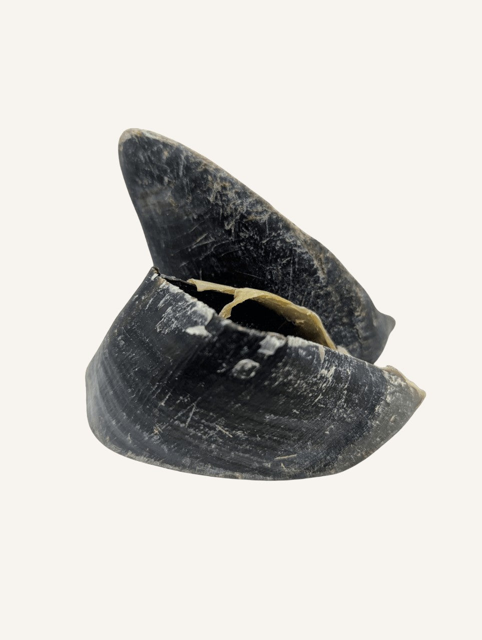 Sabot de veau naturel | Résistant et idéal pour l’hygiène dentaire