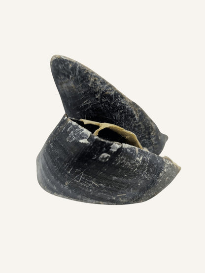 Sabot de veau naturel | Résistant et idéal pour l’hygiène dentaire