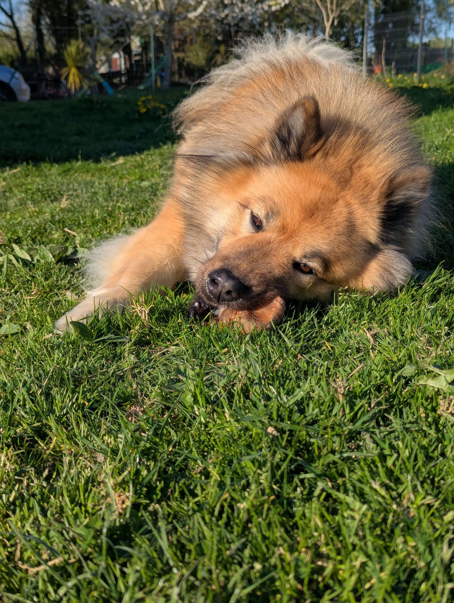 Sabot de veau naturel | Résistant et idéal pour l’hygiène dentaire