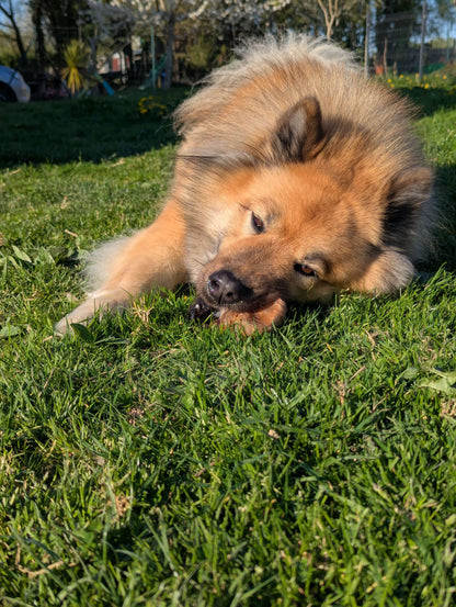 Sabot de veau naturel | Résistant et idéal pour l’hygiène dentaire